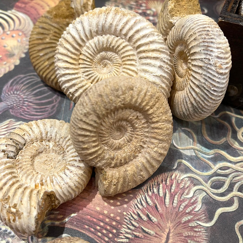 Perisphinctes species - Fossil Ammonite Perisphinctes species - Fossil Ammonite