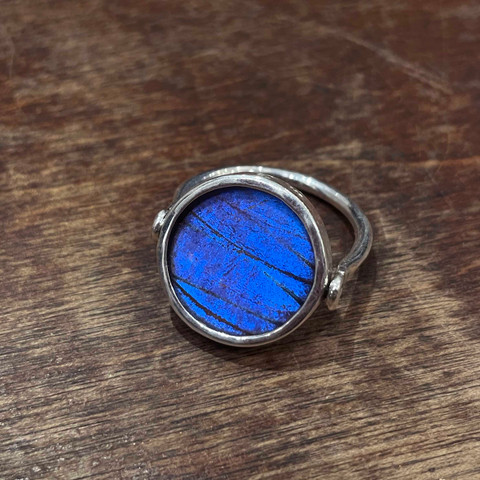 Madagascar Sunset Moth (Urania ripheus) Ring - Reversible  Madagascar Sunset Moth (Urania ripheus) Ring - Reversible