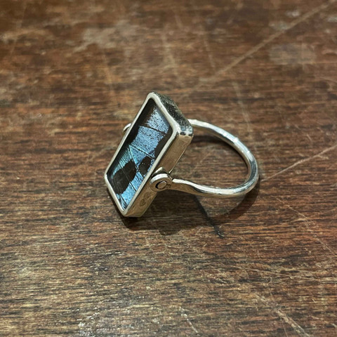 Madagascar Sunset Moth (Urania ripheus) Ring - Reversible  Madagascar Sunset Moth (Urania ripheus) Ring - Reversible