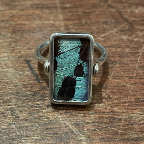 Madagascar Sunset Moth (Urania ripheus) Ring - Reversible  Madagascar Sunset Moth (Urania ripheus) Ring - Reversible