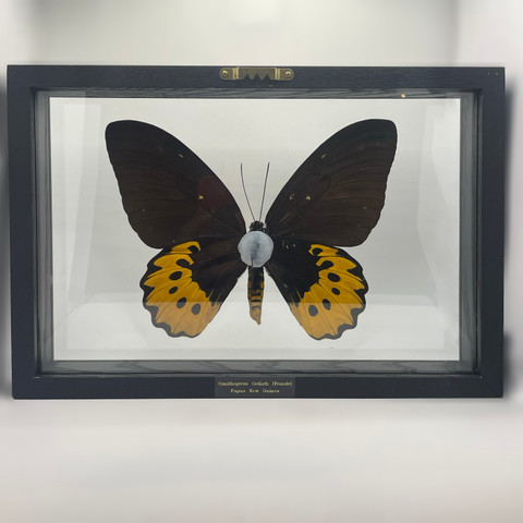 Ornithoptera Goliath Butterfly - Female