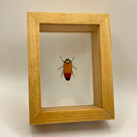 Framed Enoplotrupes sharpi Beetle | Evolution Store