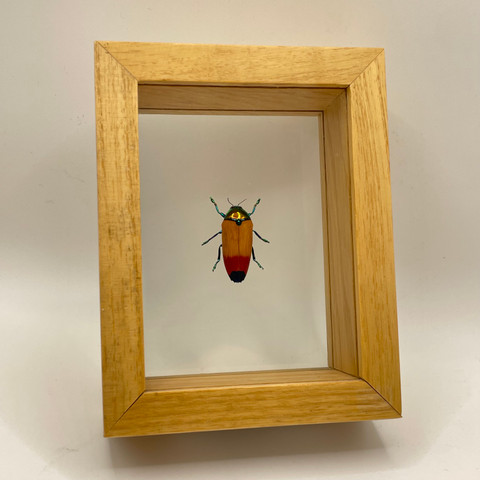 Metaxymorpha Apicalis Beetle