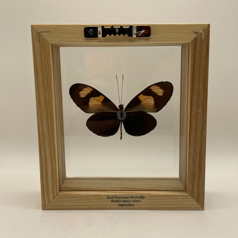 Red Postman Butterfly - Helioconius Erato