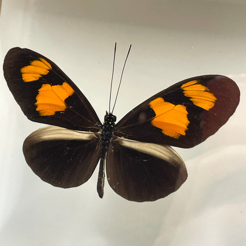 Red Postman Butterfly - Helioconius Erato