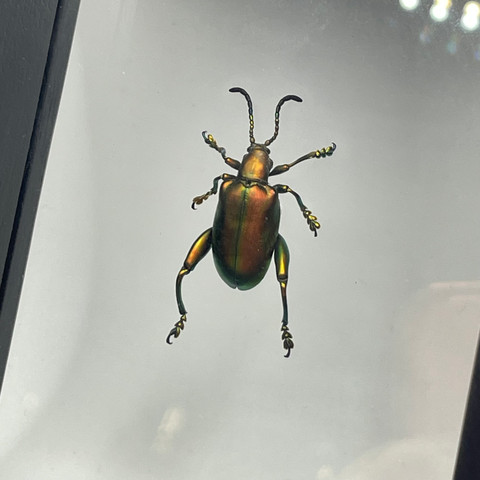 Frog-Legged Beetle - Sagra femorata - Iridescent