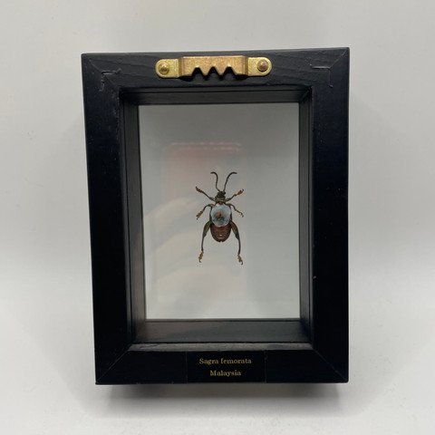 Frog-Legged Beetle - Sagra femorata - Iridescent