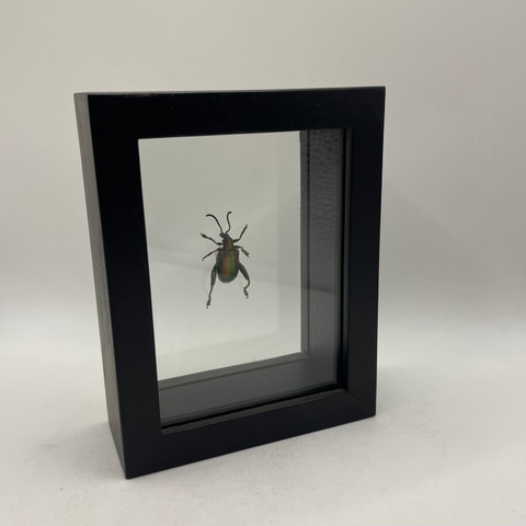 Frog-Legged Beetle - Sagra femorata - Iridescent