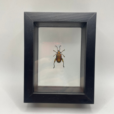 Frog-Legged Beetle - Sagra femorata - Iridescent