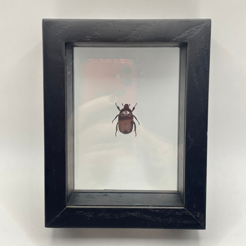 Phyllophaga rugosa sp.