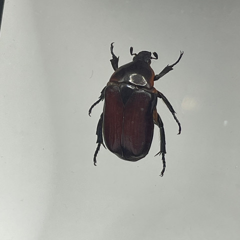 Phyllophaga rugosa sp.