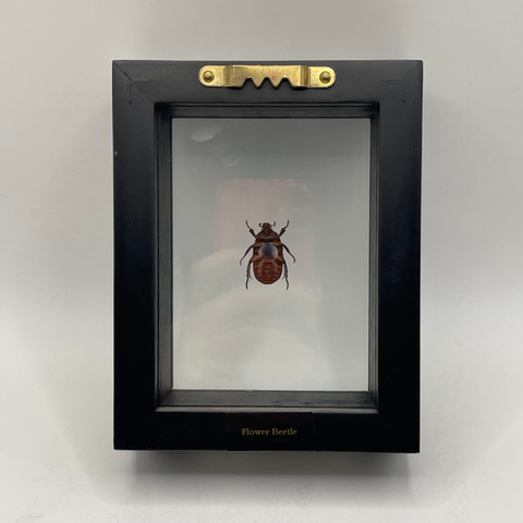 Phyllophaga rugosa sp.