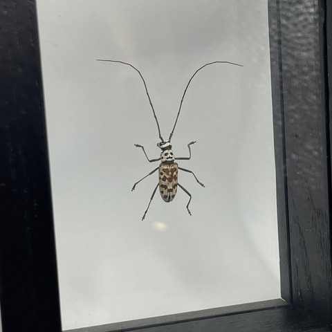 Longhorn Beetle - Gerania bosci