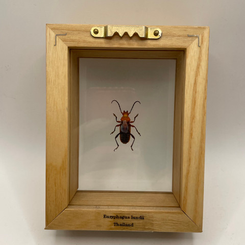 Longhorn Beetle - Euryphagus Lundii