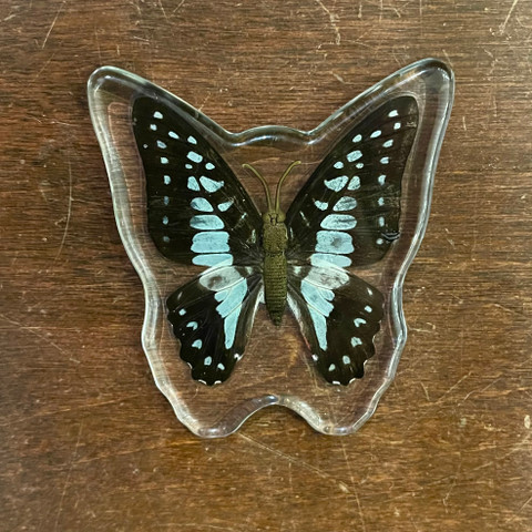 Common Blue Jay Butterfly Magnet