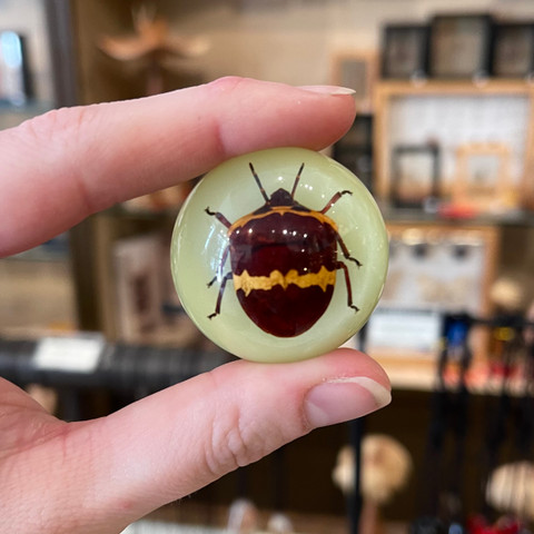Shield Beetle Glow-in-the-Dark Magnet