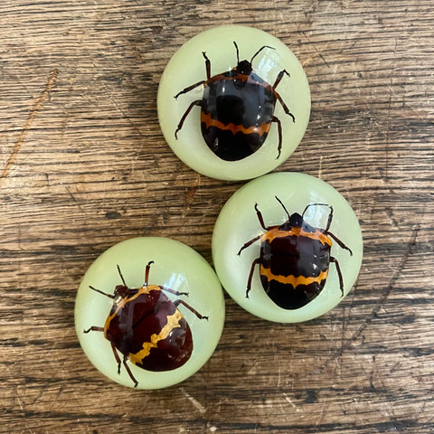 Shield Beetle Glow-in-the-Dark Magnet