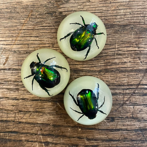 Chafer Beetle Glow-in-the-Dark Magnet