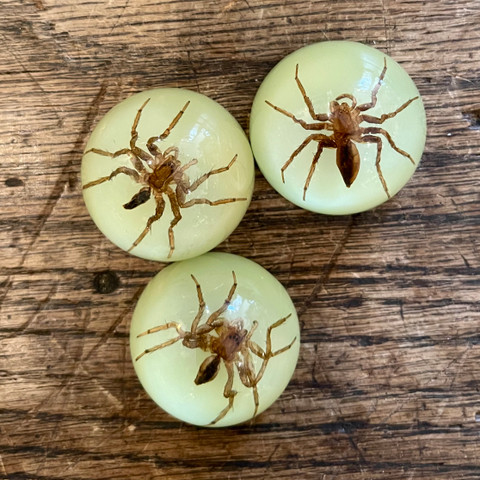 Water Spider Glow-in-the-Dark Magnet