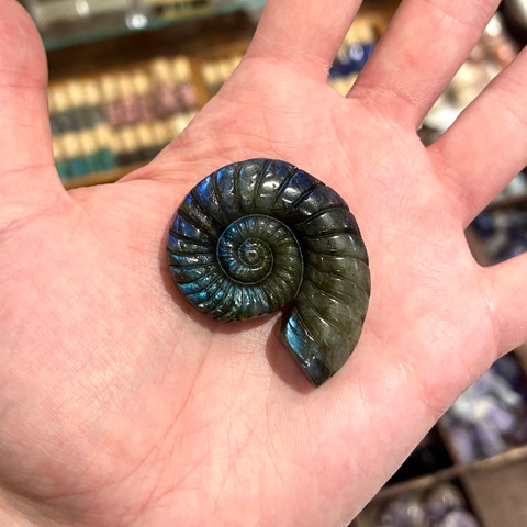 Labradorite - Carved Stone Ammonite