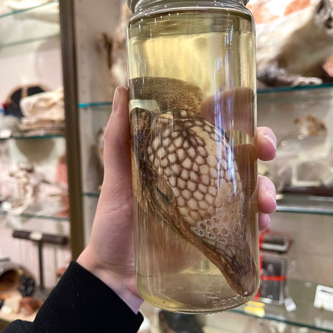 Armadillo Head in a Jar (Dasypus novemcinctus)