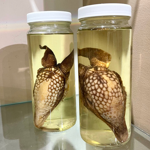 Armadillo Head in a Jar (Dasypus novemcinctus)