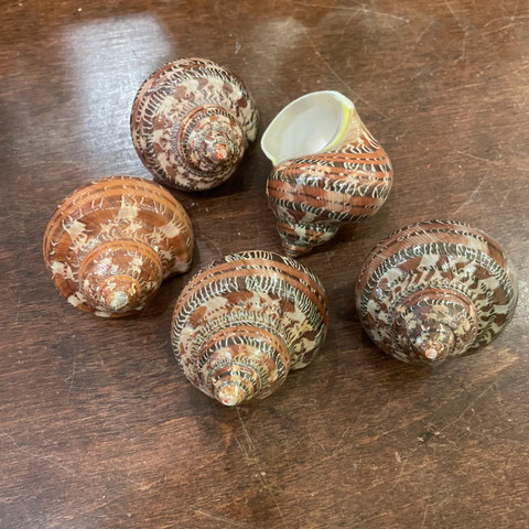 Tapestry Turbo Seashell - Turbo petholatus