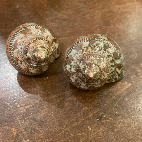 Tapestry Turbo Seashell - Turbo petholatus