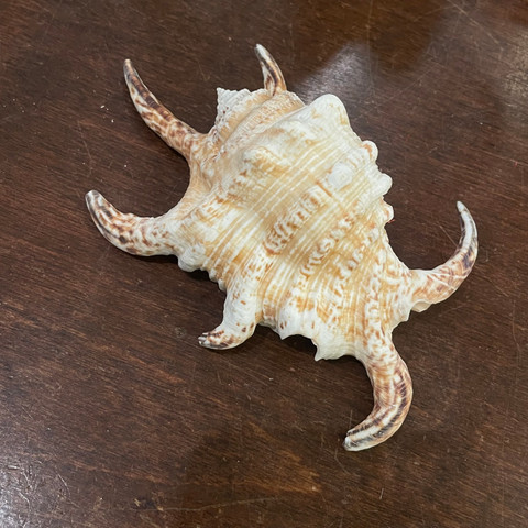 Chiragra Spider Conch - Harpago chiragra