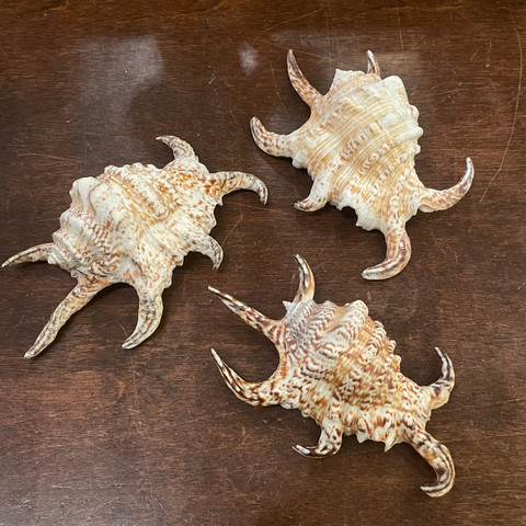 Chiragra Spider Conch - Harpago chiragra