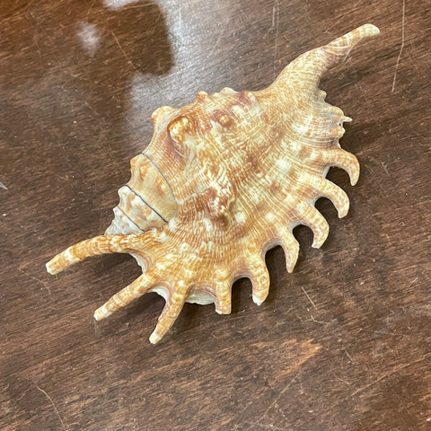 Millipede Spider Conch - Lambis millepeda