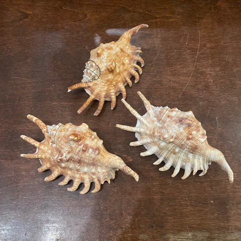 Millipede Spider Conch - Lambis millepeda