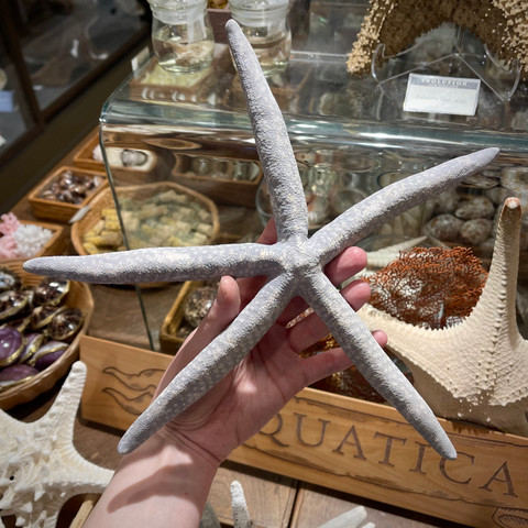 Blue Linkia Starfish - 9"