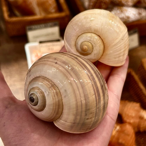 Indian Apple Snail - Ampullariidae