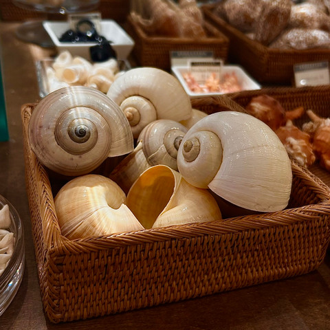 Indian Apple Snail - Ampullariidae