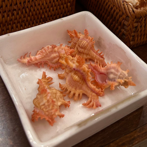 Pendant Murex - Chicoreus aculeatus