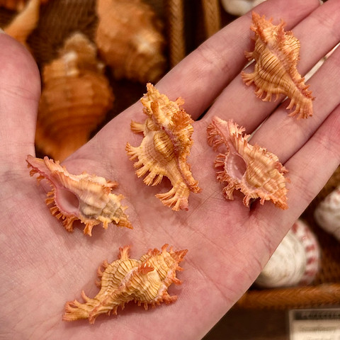 Pendant Murex - Chicoreus aculeatus