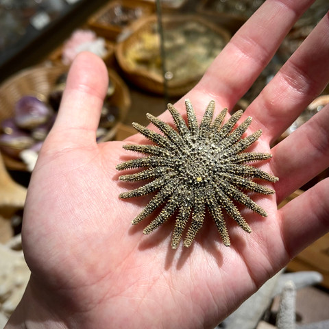 Mexican Sun Star (2-3")