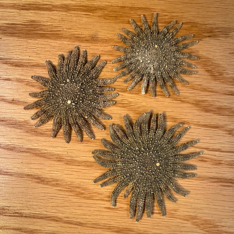 Mexican Sun Star (2-3")