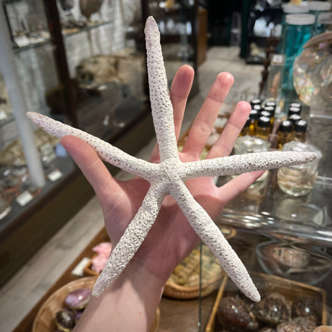 White Linkia Starfish - 9"