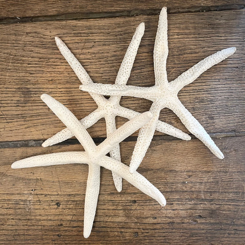 White Linkia Starfish - 9"