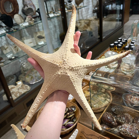 White Linkia Starfish - 3