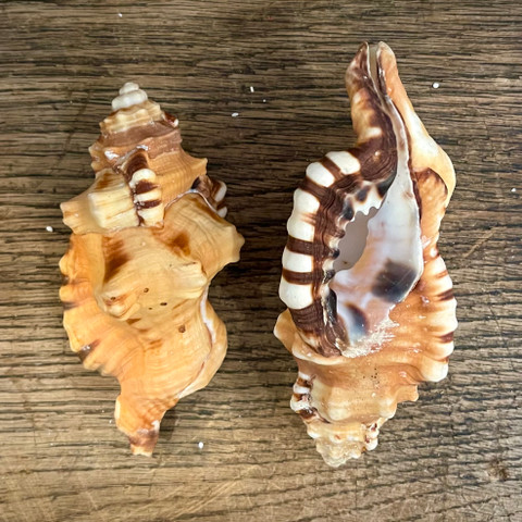 Black Spotted Triton - Lotoria lotoria