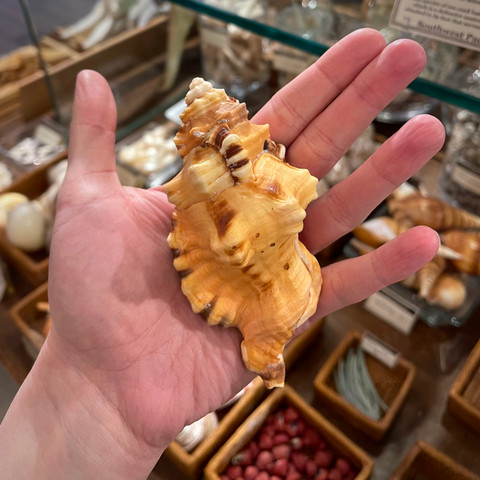 Black Spotted Triton - Lotoria lotoria