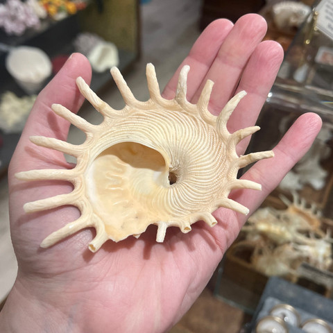 Sun Shell - Stellaria solaris