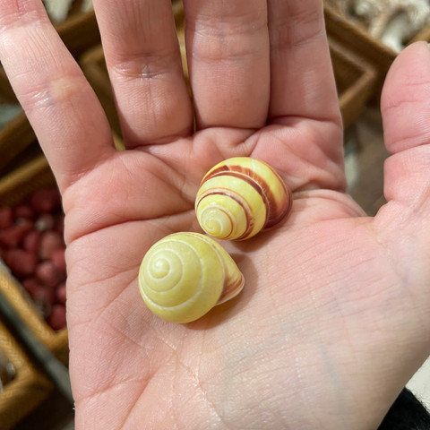 Yellow Land Snail Shell - Cepaea nemoralis