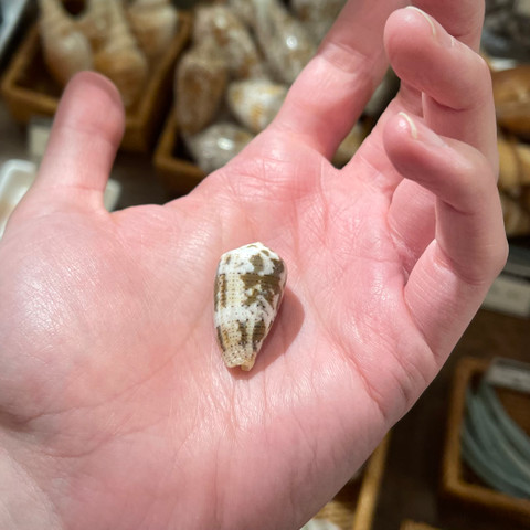 Sunburnt Cone - Conus cinereus