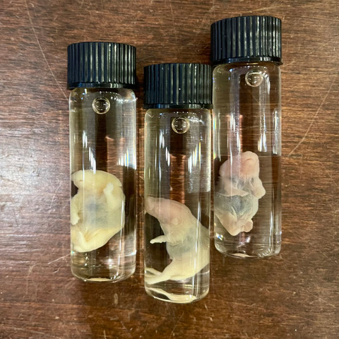 Pinky Mouse in a jar