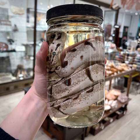 Ball Python in Jar