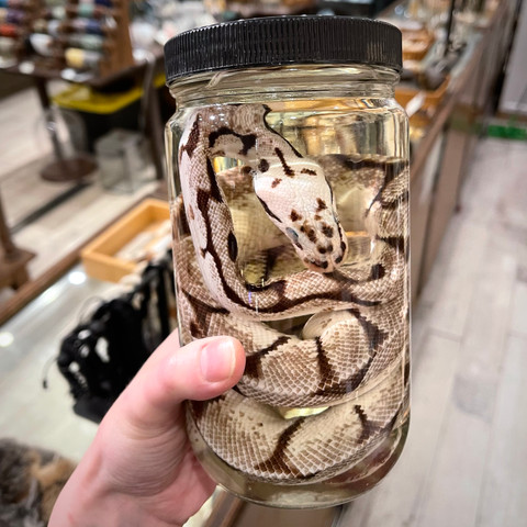 Ball Python in Jar